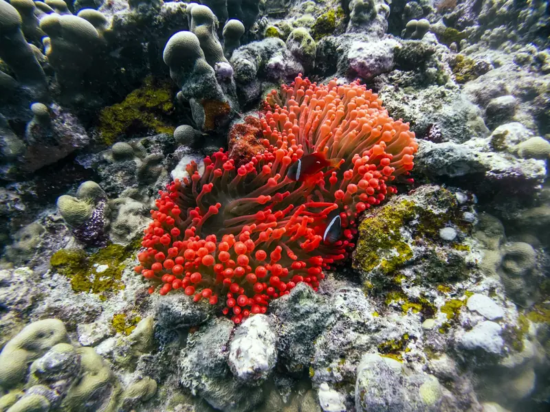 Ukwiał i ryba klaun na Rainbow Reef, Fidżi
