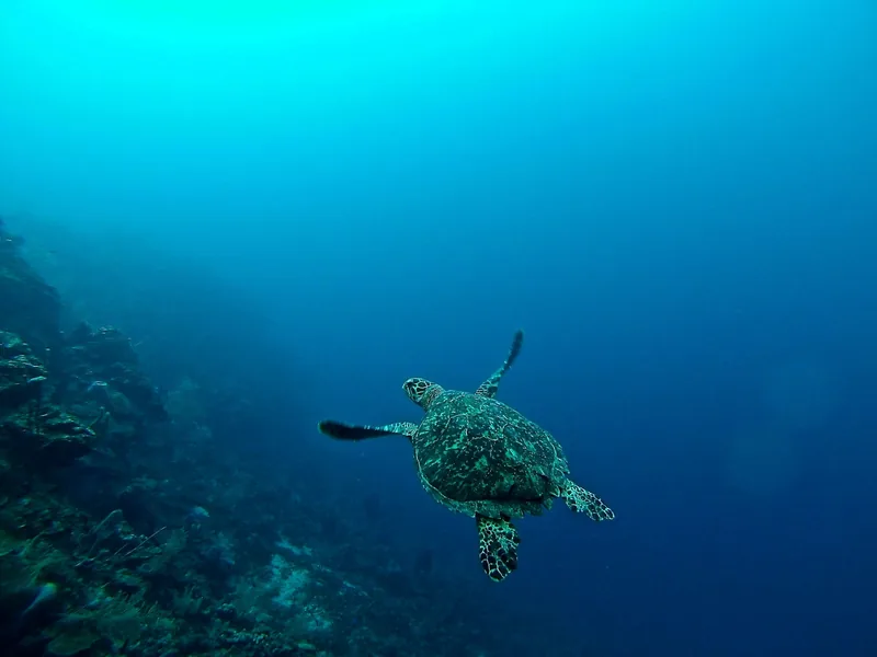 Żółw na rafie koralowej, Roatan, Honduras