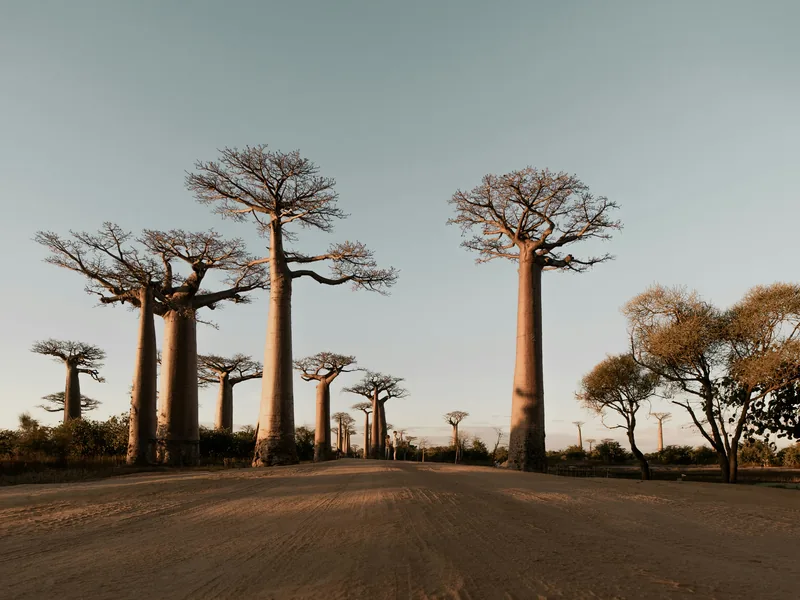 Aleja baobabów o zmierzchu pod Morondavą, Madagaskar, zdjęcie poglądowe