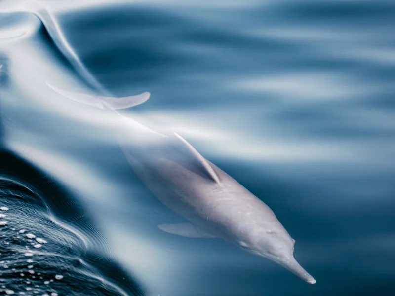 Delfin w wodach Musandamu, Oman