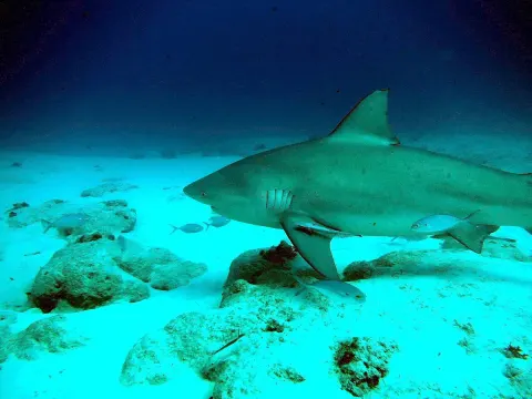 Żarłacz tępogłowy (bull shark) nad piaszczystym dnem, mniejsze ryby w pobliżu - zdjęcie poglądowe