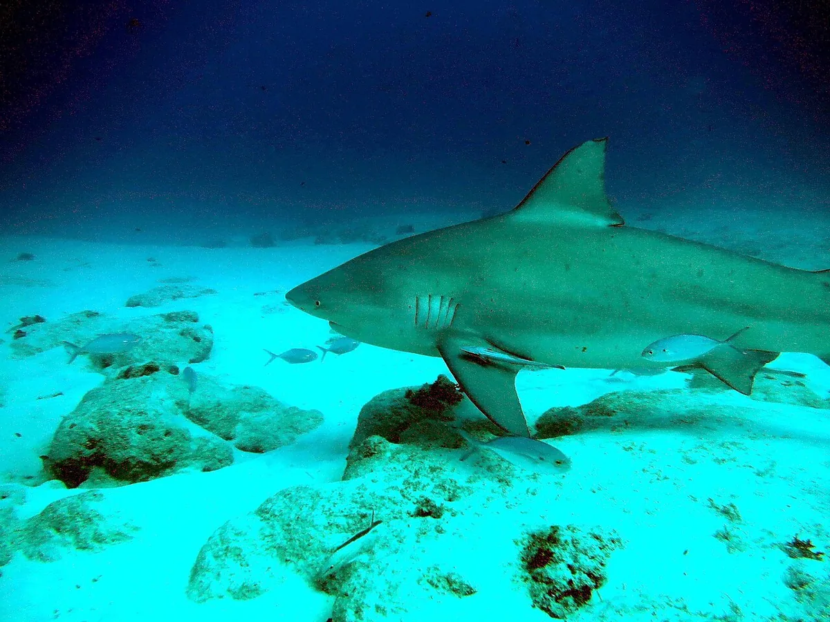 Żarłacz tępogłowy (bull shark) nad piaszczystym dnem, mniejsze ryby w pobliżu - zdjęcie poglądowe