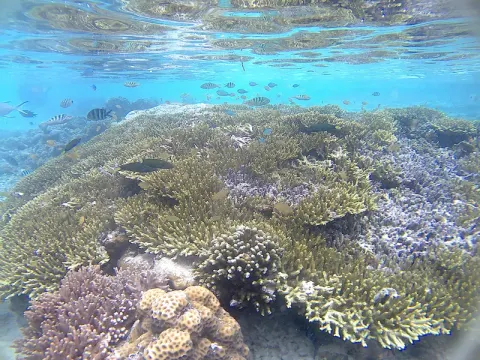 Płytka rafa z koralowcami akroporowymi i ławicą ryb przy pomoście Arborek w Raja Ampat, Indonezja - zdjęcie poglądowe