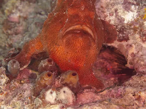 Żabnica rafowa (frogfish) w czerwonym ubarwieniu, zamaskowana na rafie wśród żachw - zdjęcie poglądowe