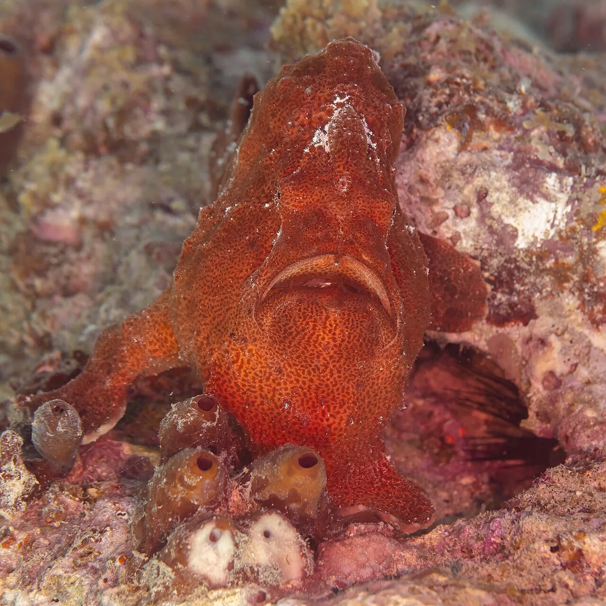 Żabnica rafowa (frogfish) w czerwonym ubarwieniu, zamaskowana na rafie wśród żachw - zdjęcie poglądowe