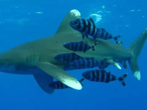 Żarłacz białopłetwy oceaniczny (longimanus) z białymi końcami płetw, w otoczeniu ryb-pilotów - zdjęcie poglądowe
