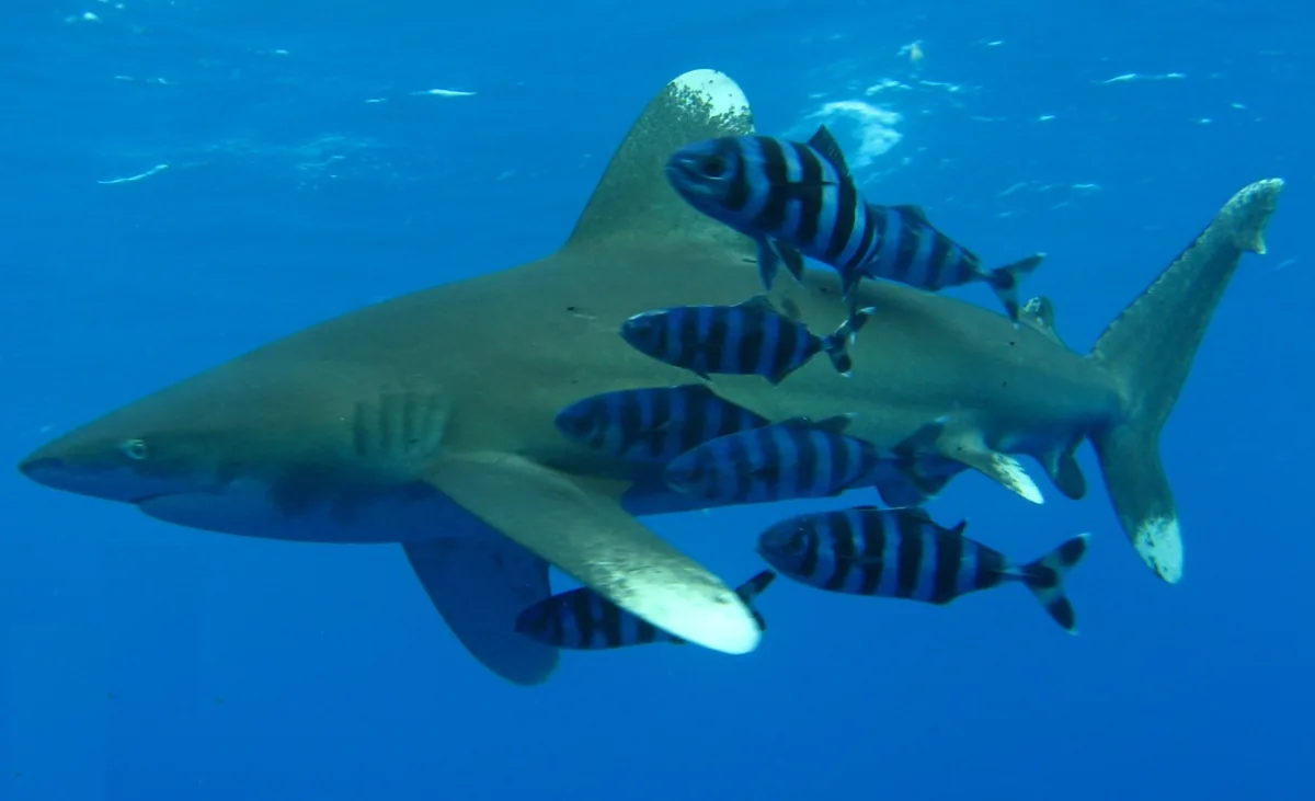 Żarłacz białopłetwy oceaniczny (longimanus) z białymi końcami płetw, w otoczeniu ryb-pilotów - zdjęcie poglądowe