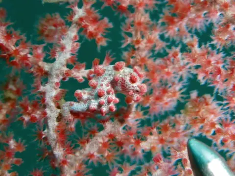 Konik morski pigmejski wielkości paznokcia na gorgonii, Cieśnina Lembeh, Indonezja - zdjęcie poglądowe