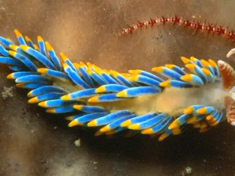 Ślimak nagoskrzelny (nudibranch) o niebieskich wyrostkach z pomarańczowymi końcami - zdjęcie poglądowe