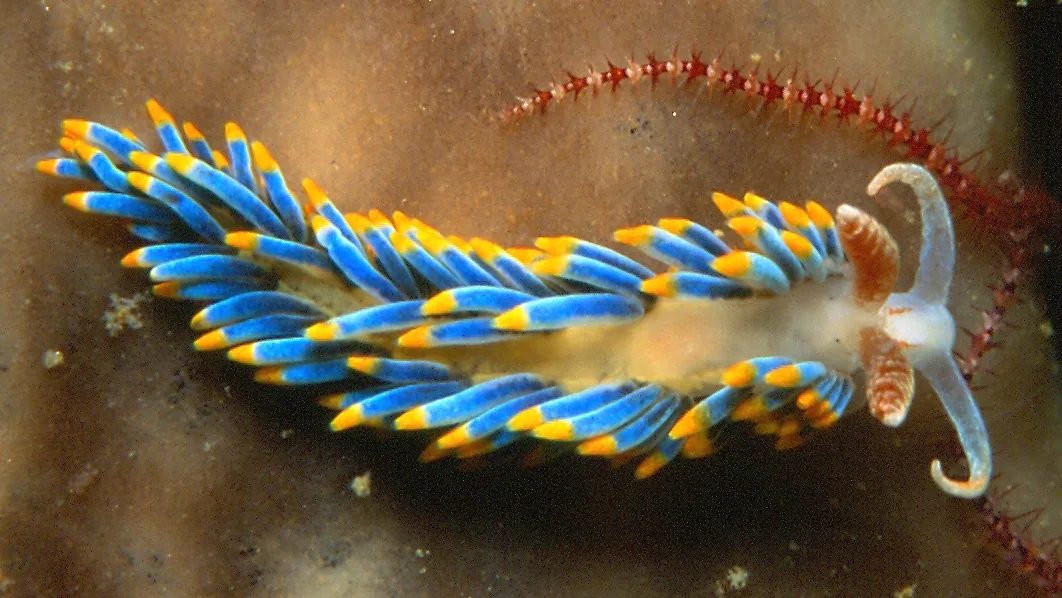 Ślimak nagoskrzelny (nudibranch) o niebieskich wyrostkach z pomarańczowymi końcami - zdjęcie poglądowe