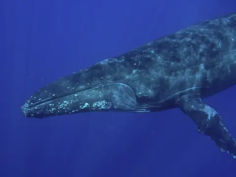 Humbak (wieloryb) pod wodą w głębokim błękicie, widoczna głowa z guzami i długa płetwa piersiowa - zdjęcie poglądowe