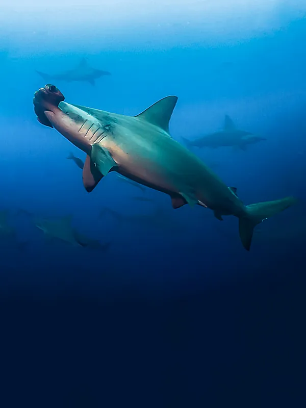 Galapagos