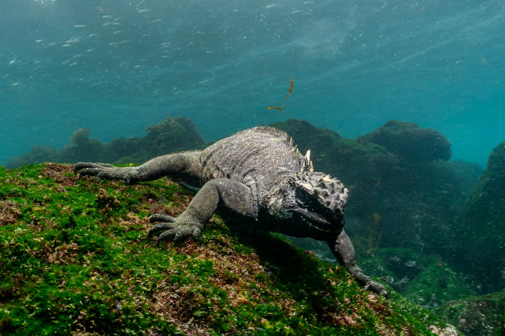 Legwan morski żerujący pod wodą, Galapagos, zdjęcie Luke Divewalker