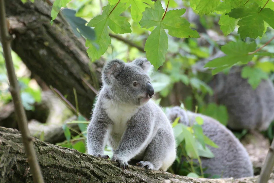 Koala w koronie drzewa