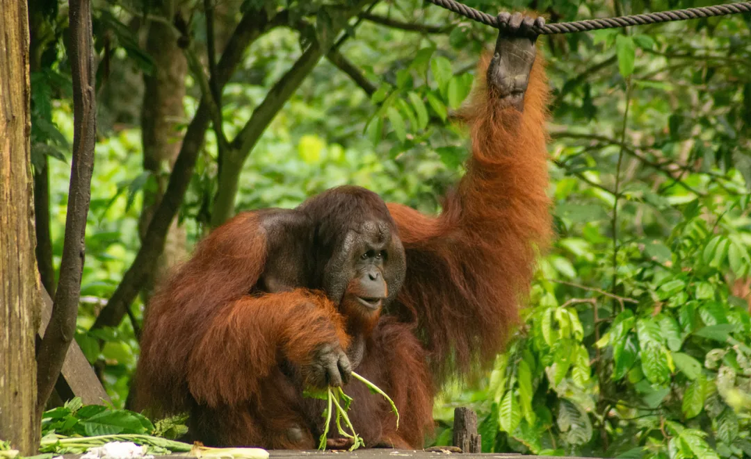 Orangutan w rezerwacie na Borneo