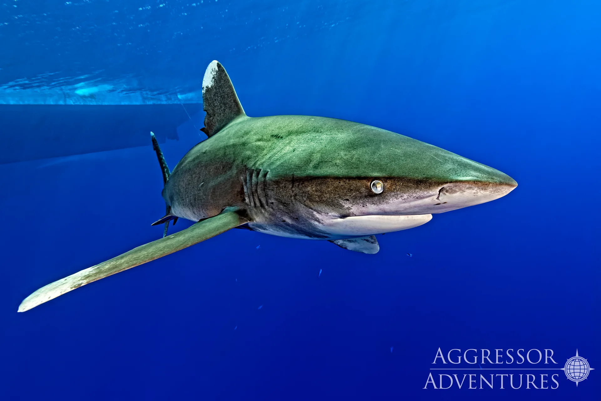 Longimanus (rekin białopłetwy oceaniczny) tuż pod powierzchnią