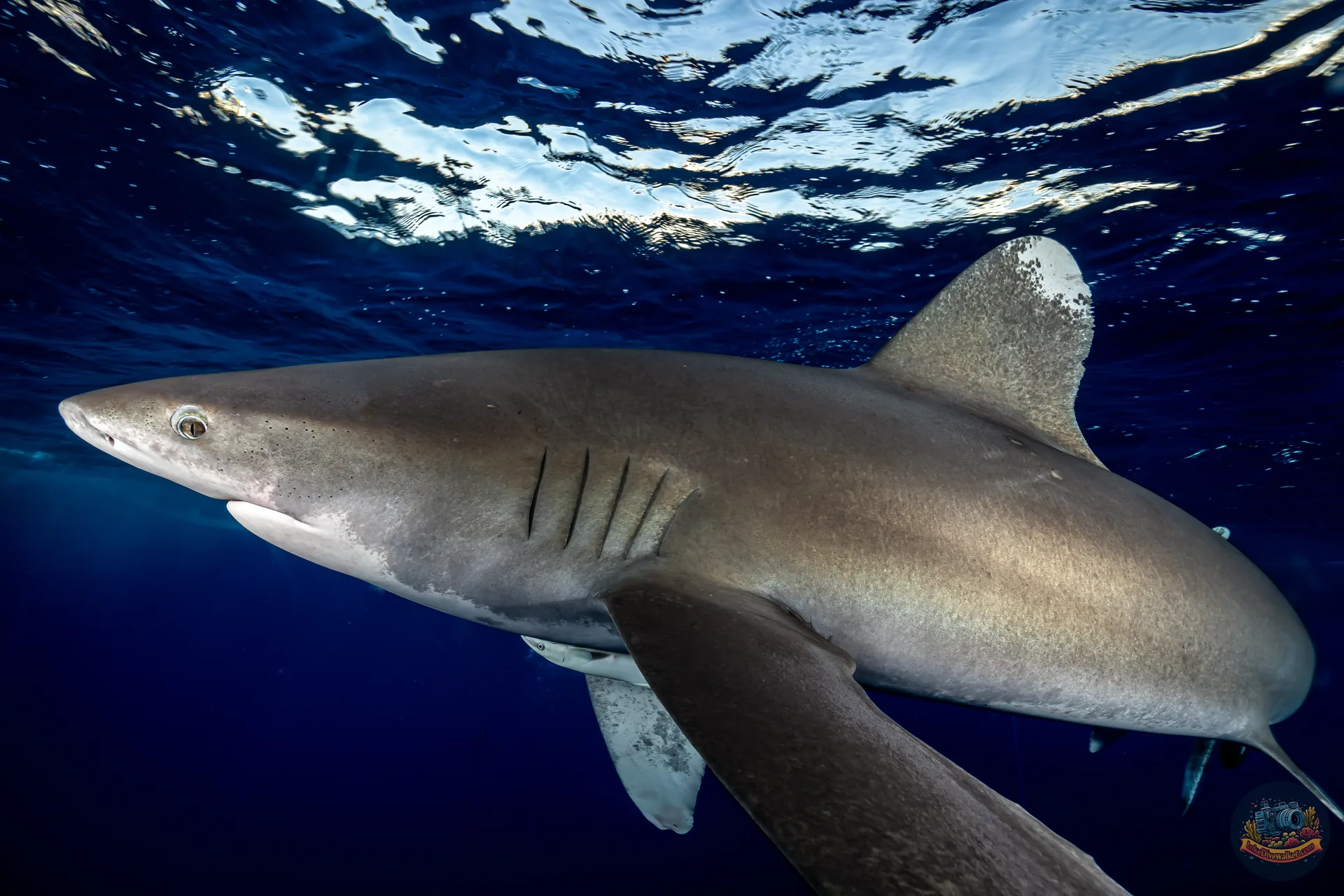Longimanus z bliska pod rozświetloną powierzchnią wody
