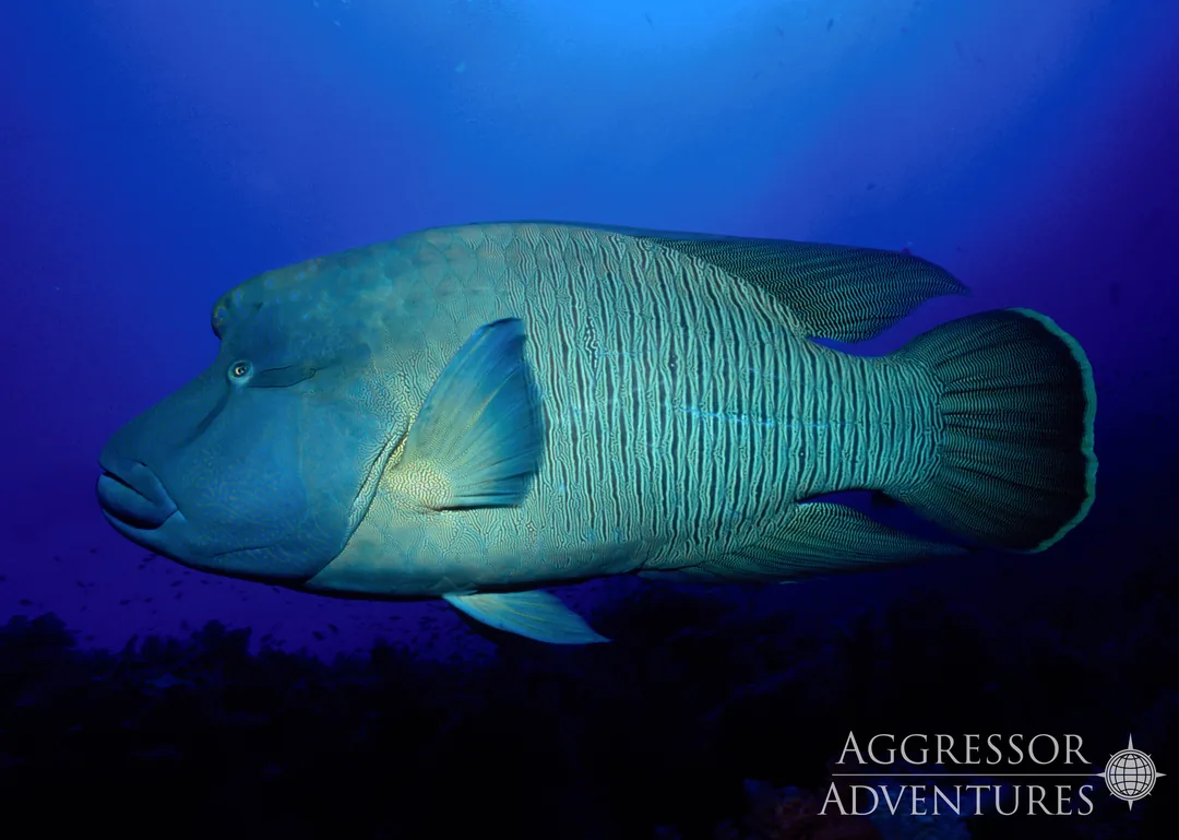 Napoleon w błękicie