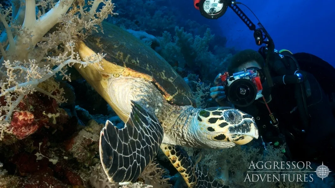 Żółw szylkretowy i fotograf podwodny przy rafie Elba Reef