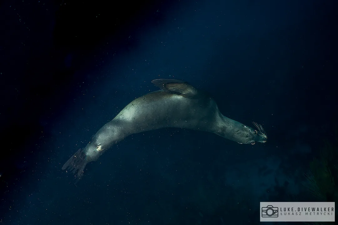 Uchatka galapagoska w toni