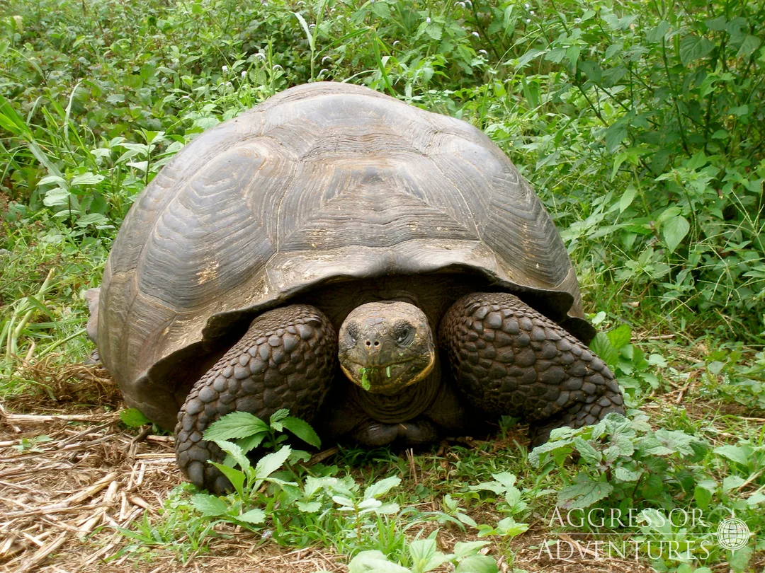 Żółw słoniowy z Galapagos