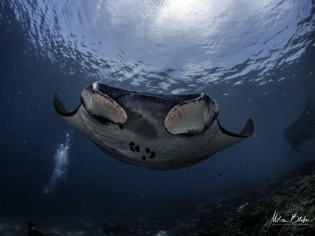 Manta pod lustrem wody