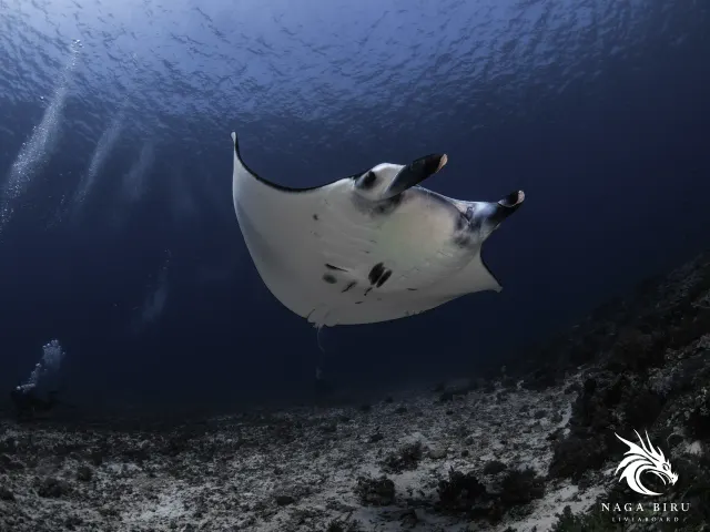 Manta oceaniczna sunie nad dnem w Parku Narodowym Komodo