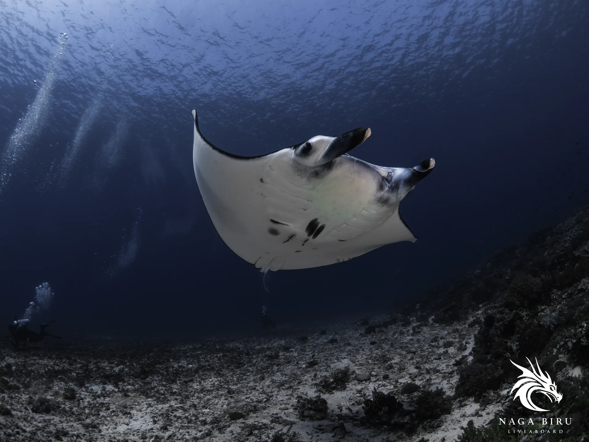 Manta oceaniczna sunie nad dnem w Parku Narodowym Komodo