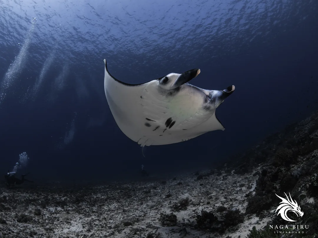 Manta oceaniczna sunie nad dnem w Parku Narodowym Komodo