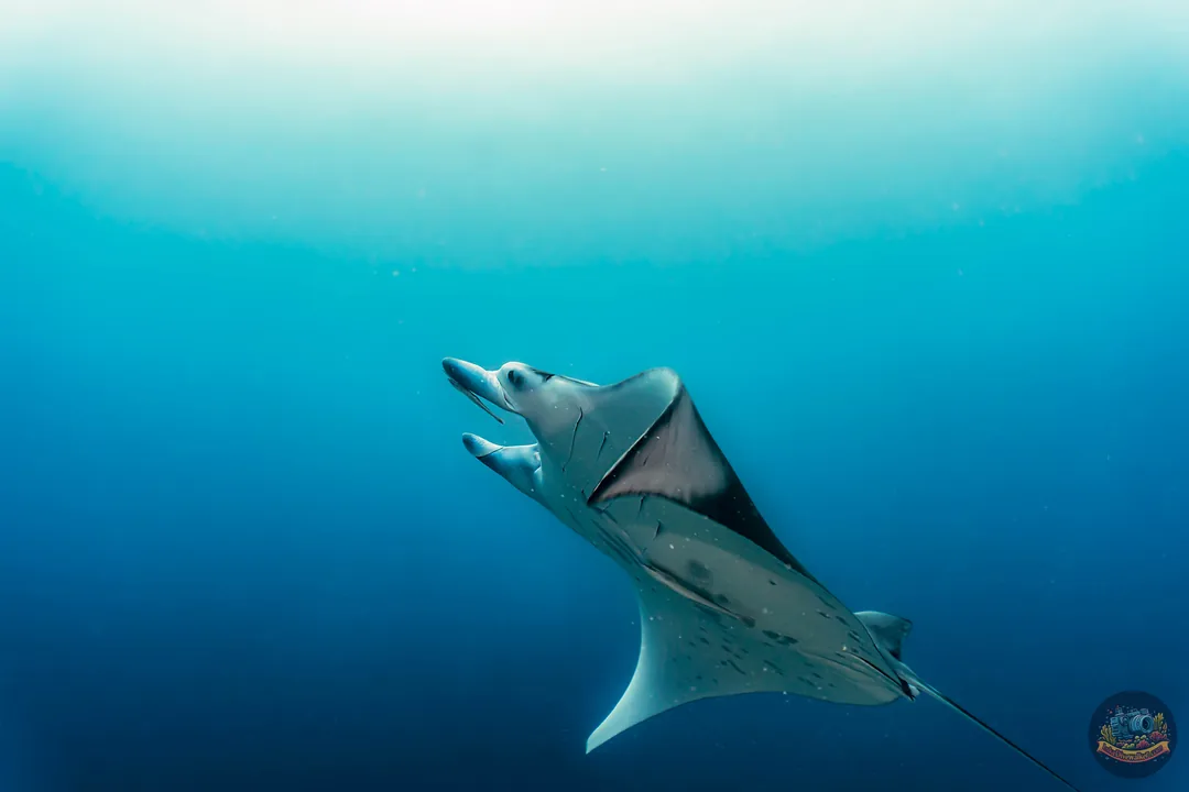 Manta oceaniczna płynie w górę ku powierzchni wody