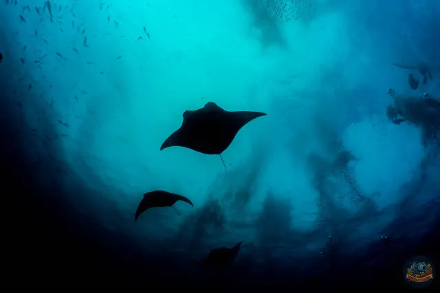 Sylwetki trzech mant oceanicznych nad nurkami w błękitnej toni Komodo
