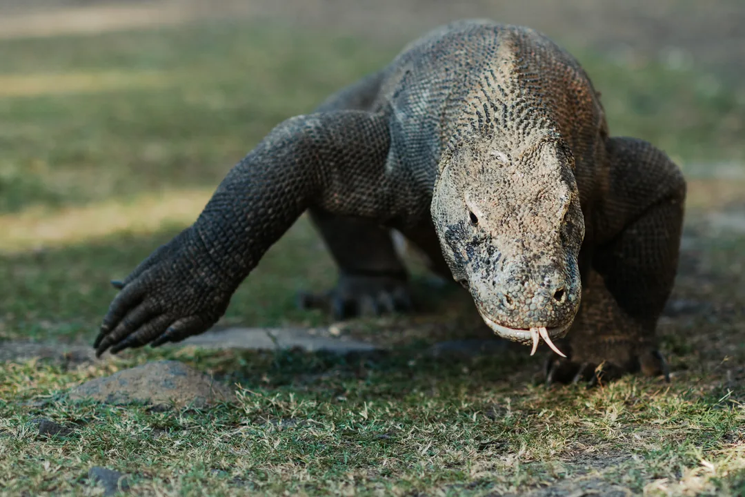 Waran z Komodo