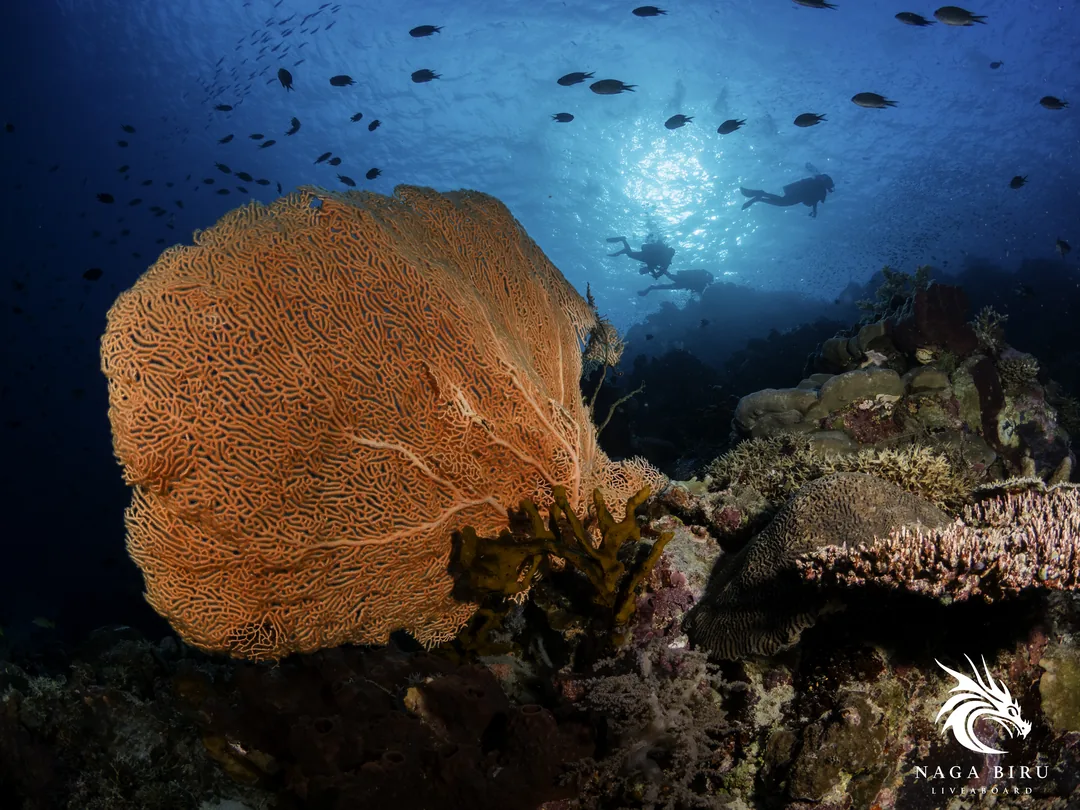 Wielka gorgonia i nurkowie