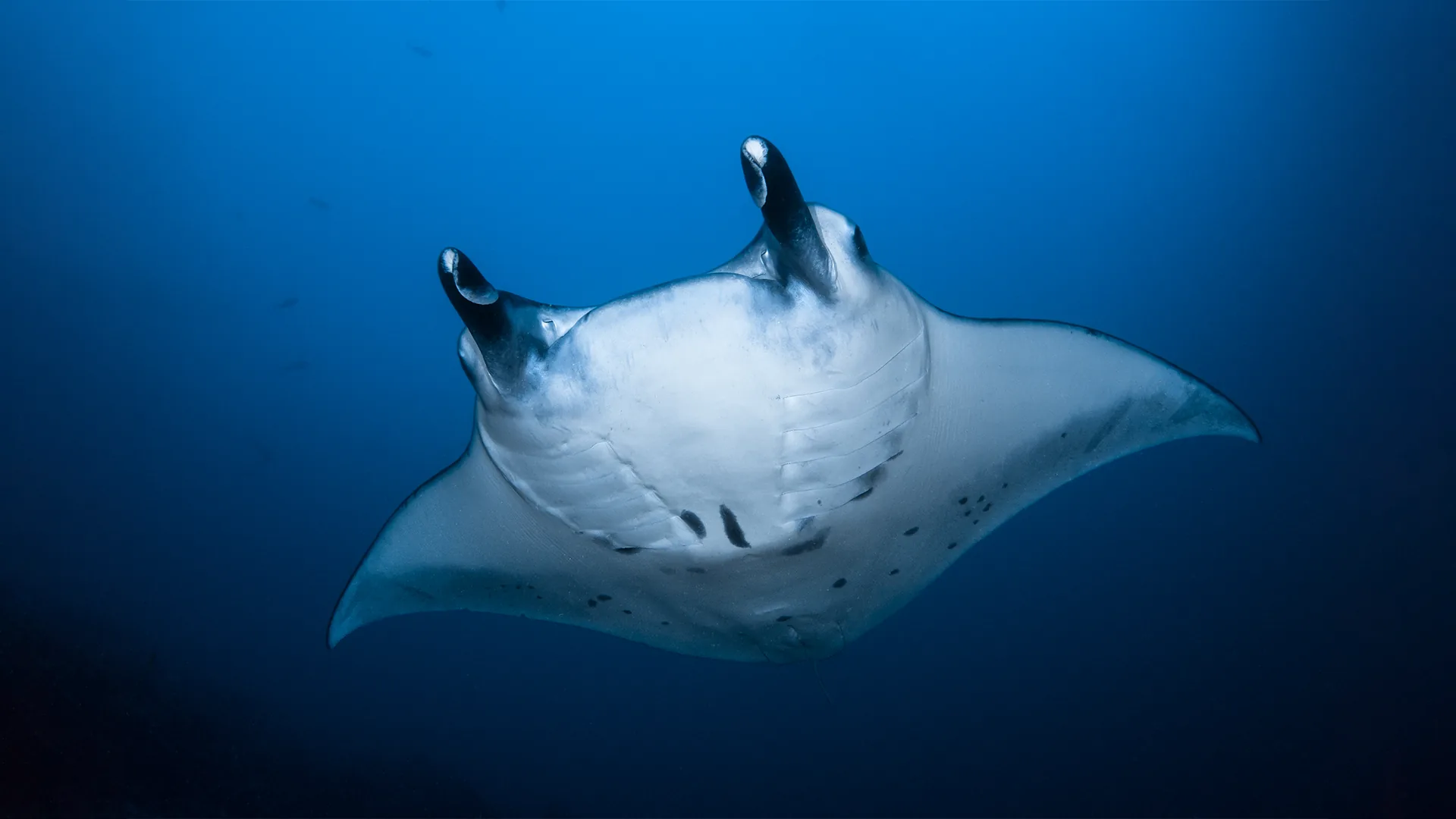 Manta w błękicie