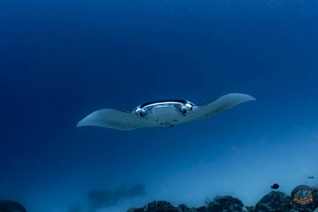 Manta oceaniczna widziana z bliska od przodu w toni