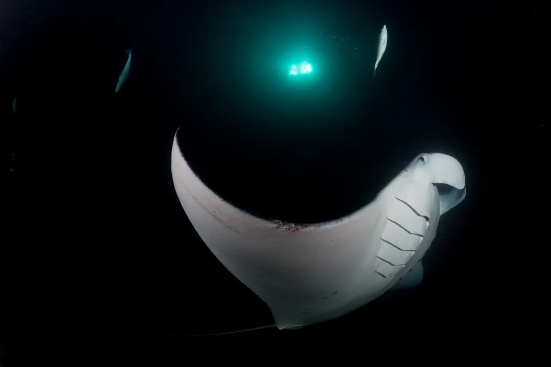 Manta w snopie światła nocą