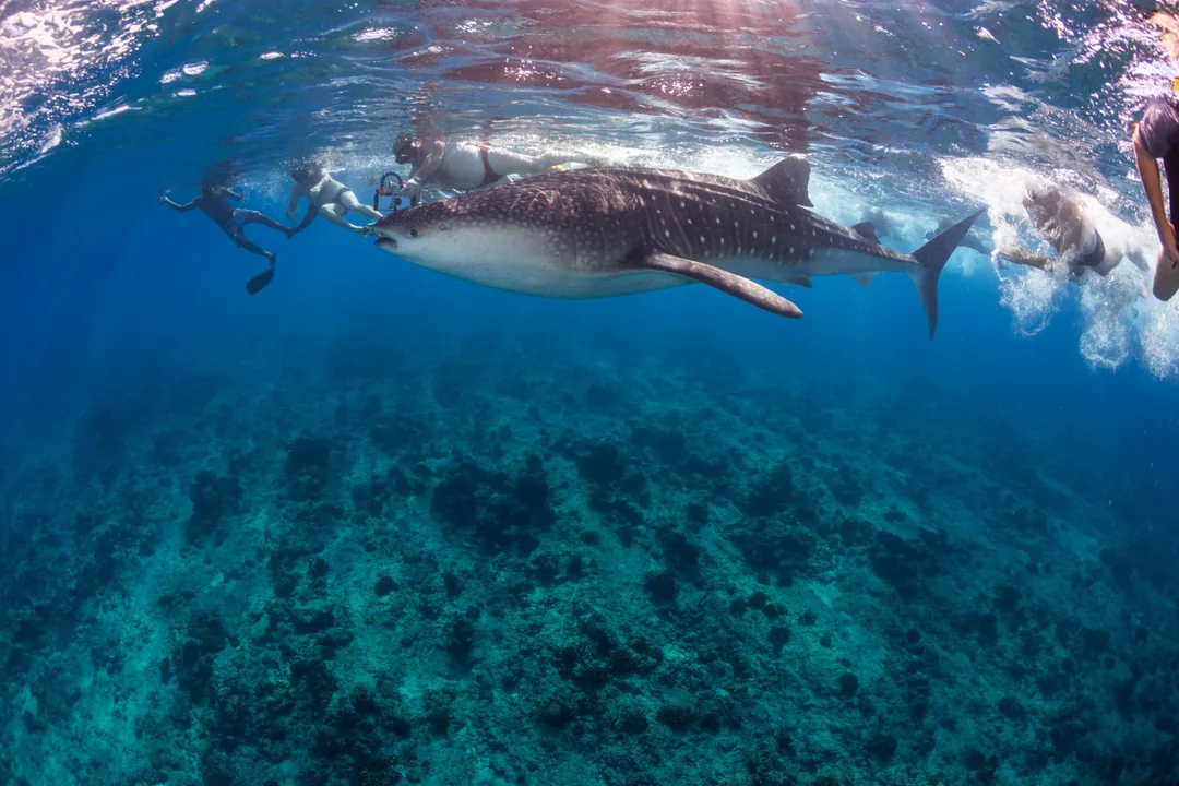 Snorkeling z rekinem wielorybim