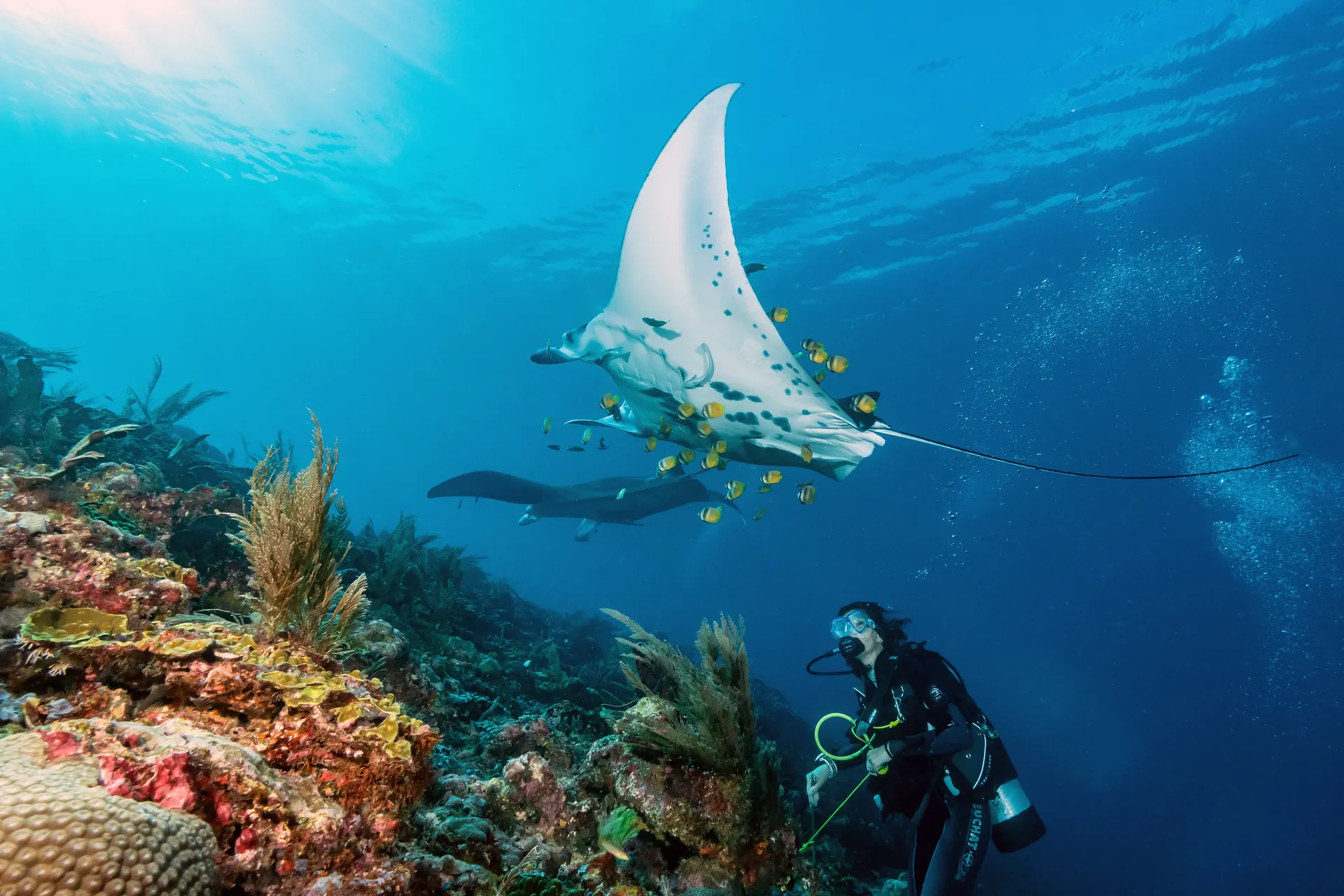 Manty nad rafą w Raja Ampat, niżej nurek