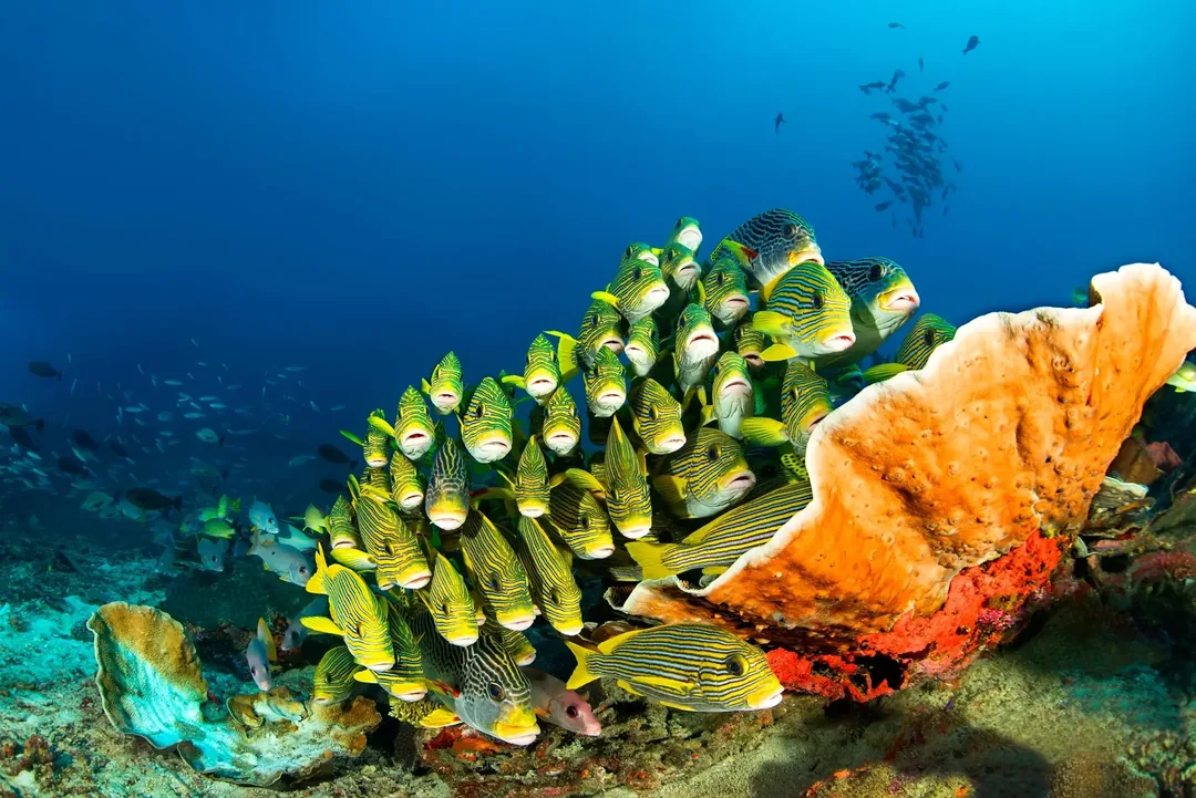 Słodkowargi (sweetlips) pod koralowcem