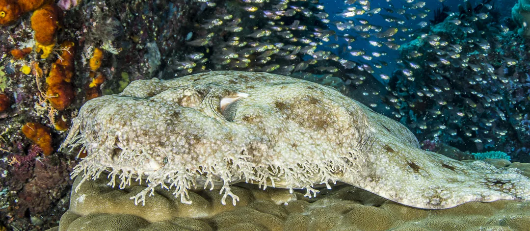 Wobbegong frędzlowaty wśród chmary szklanych rybek