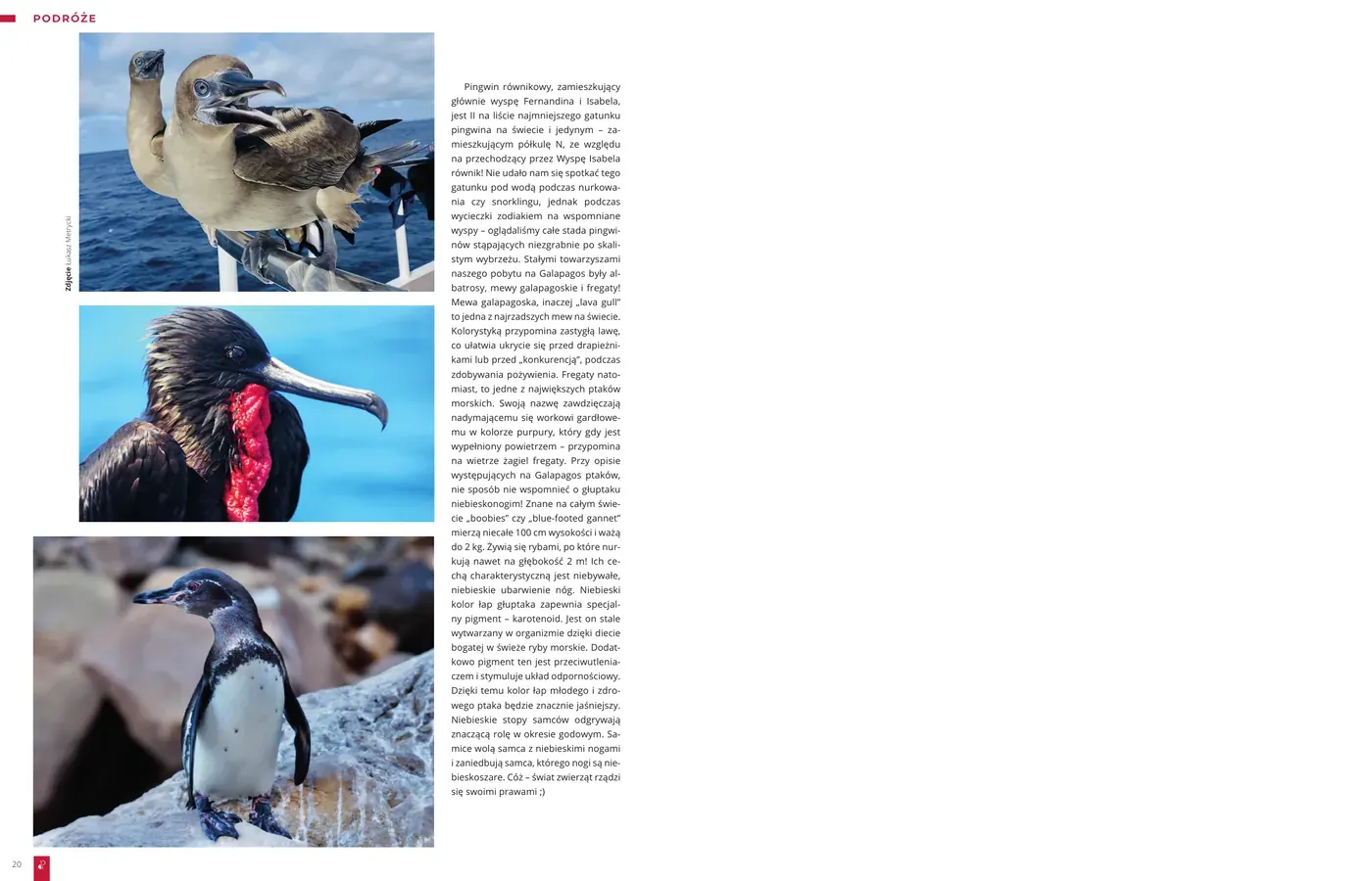 Galapagos - republika zwierząt, część 2: strona 5 z 5