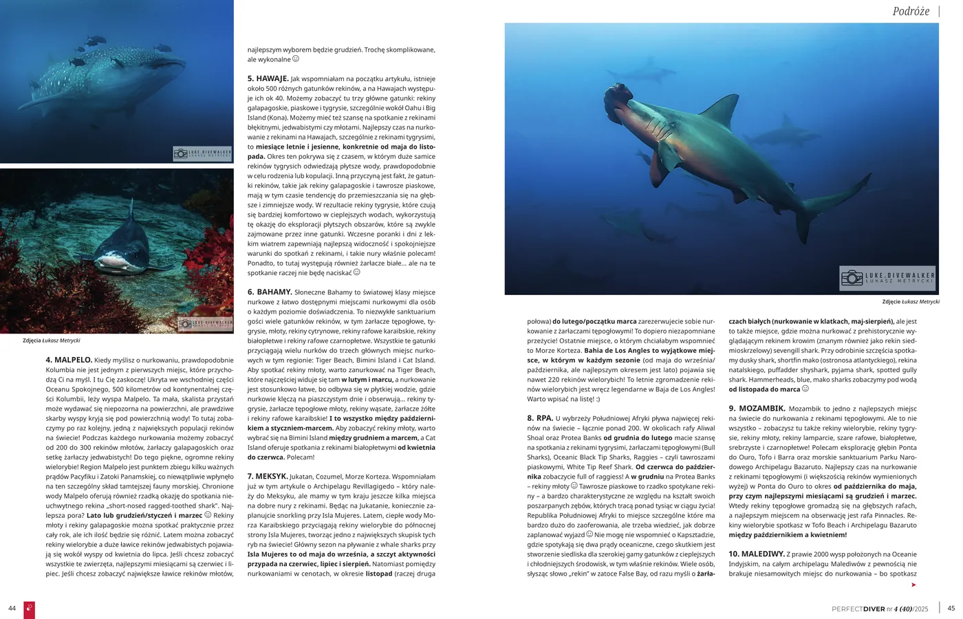 Gdzie zanurkować z rekinami? Sharks calendar: strona 2 z 3