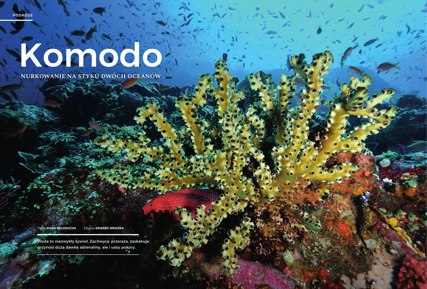 Pierwsza strona artykułu "Komodo - nurkowanie na styku dwóch oceanów" w Perfect Diver nr 2(4)/2019