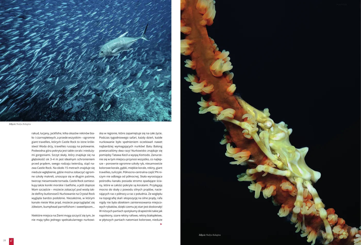 Komodo - nurkowanie na styku dwóch oceanów: strona 4 z 6