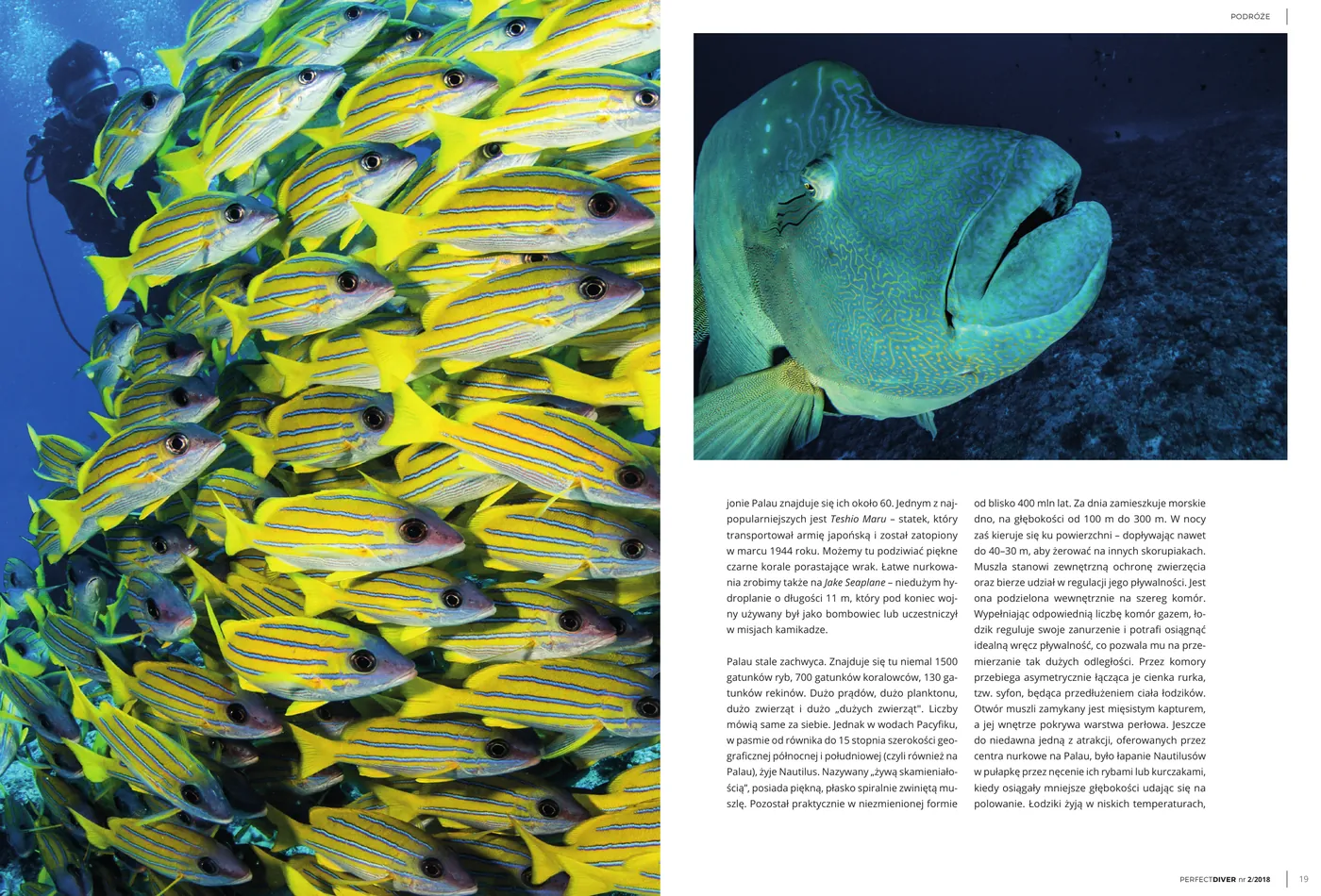 Palau - światowy bestseller nurkowy: strona 5 z 6