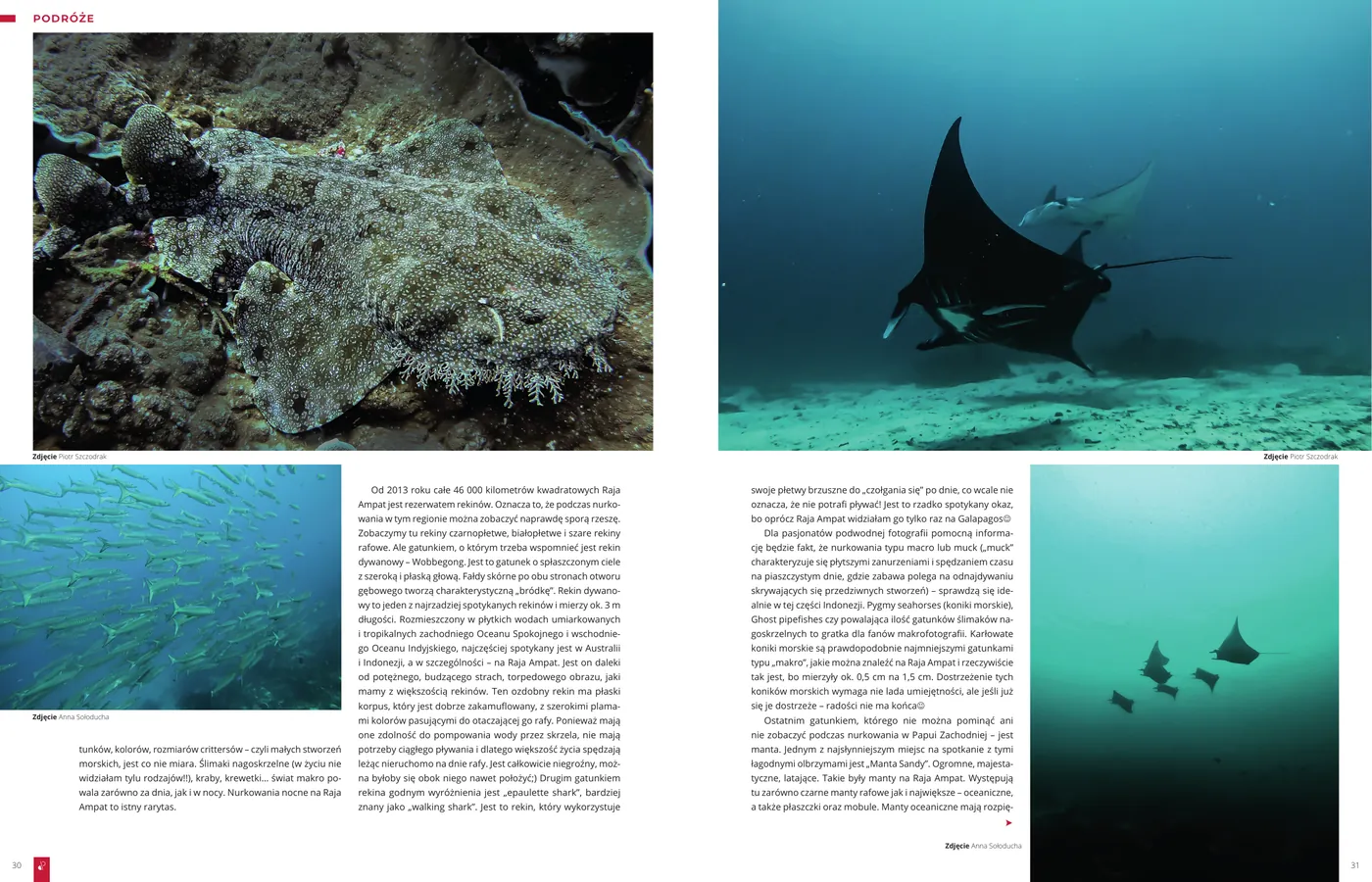 Raja Ampat - niezwykłe podwodne spotkania: strona 2 z 4