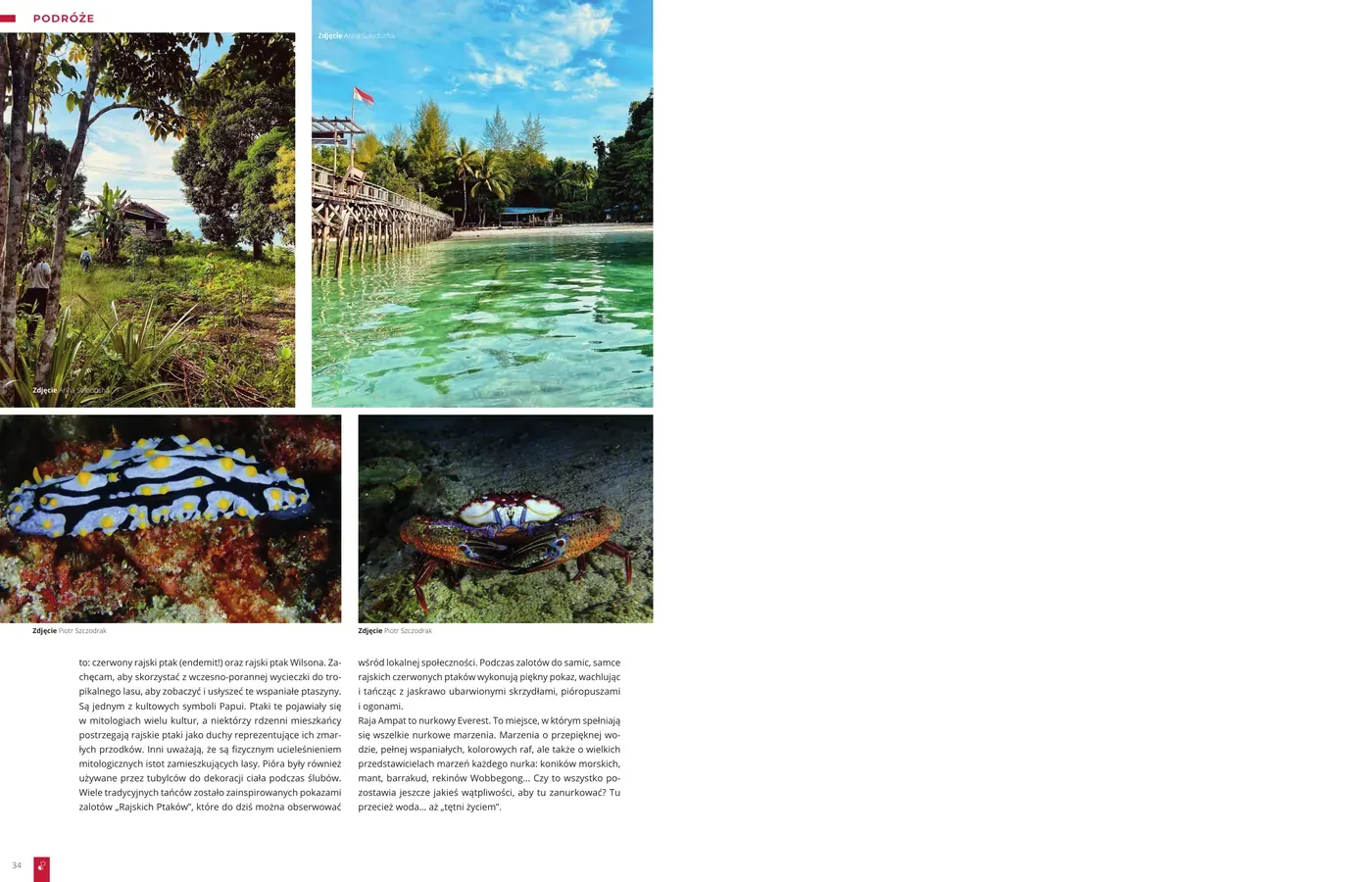 Raja Ampat - niezwykłe podwodne spotkania: strona 4 z 4