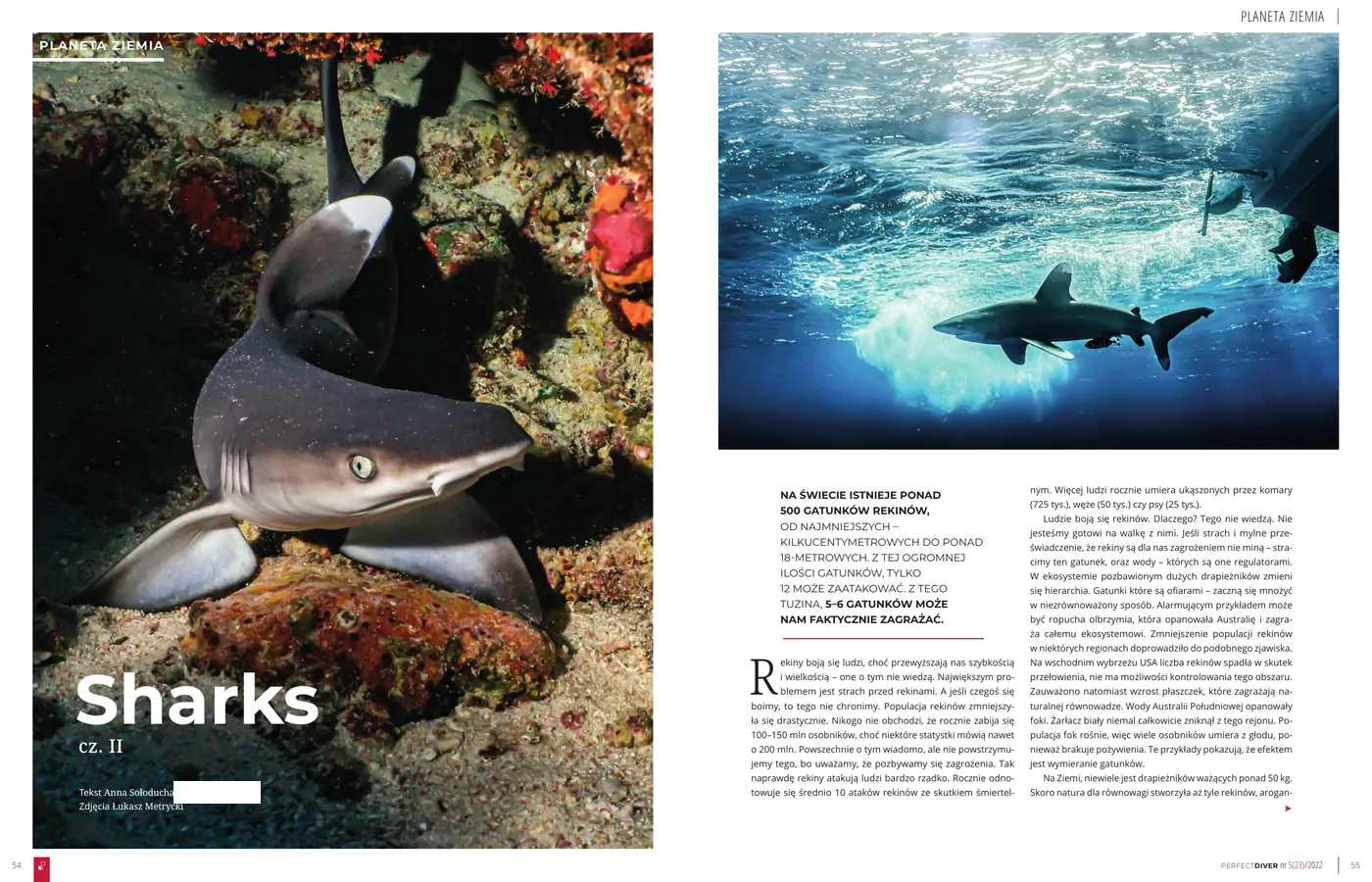 Pierwsza strona artykułu "Sharks, część 2 - fakty przeciw lękom" w Perfect Diver nr 5(23)/2022
