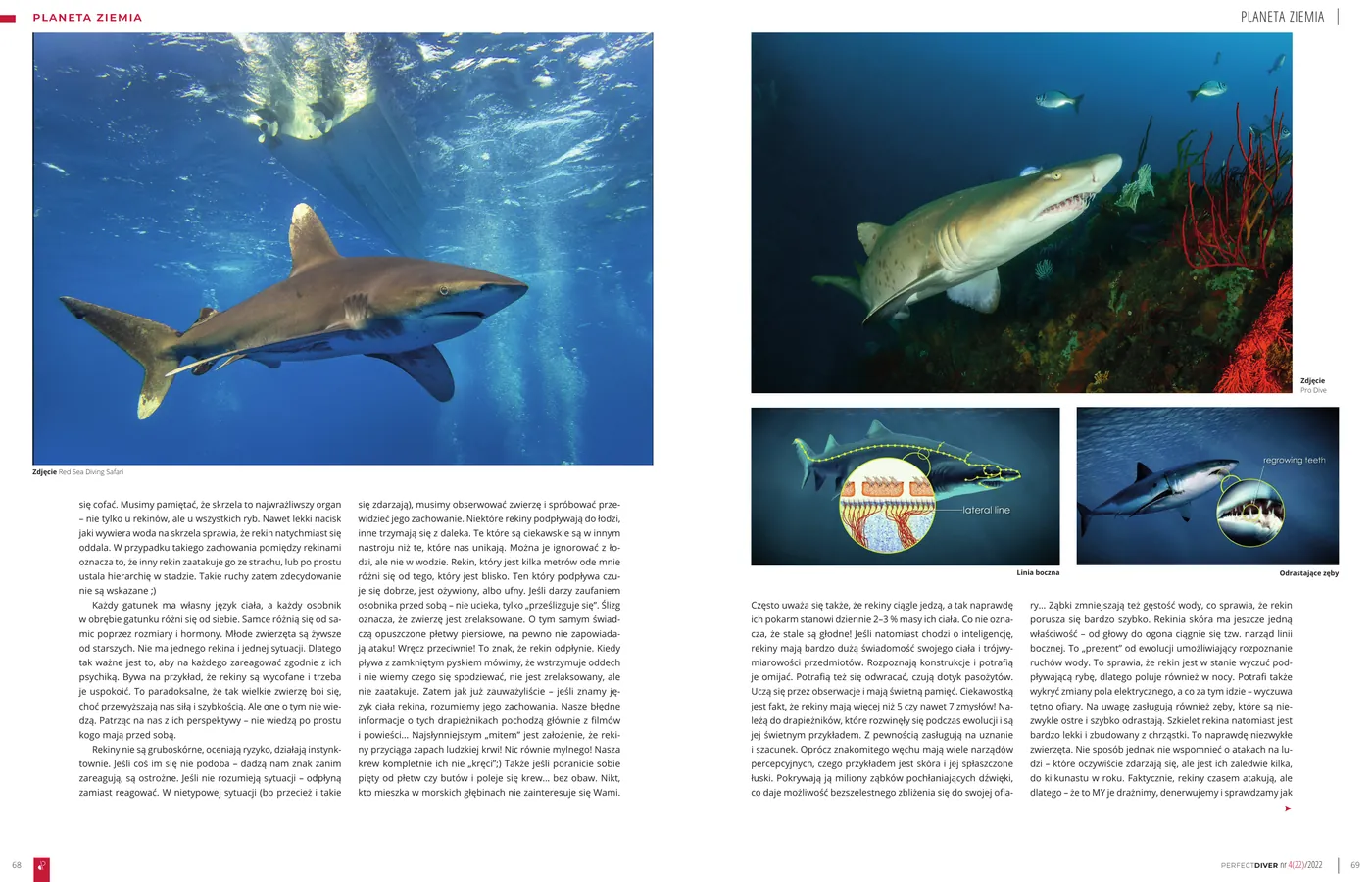 Sharks - po co nurkujemy z rekinami: strona 2 z 3