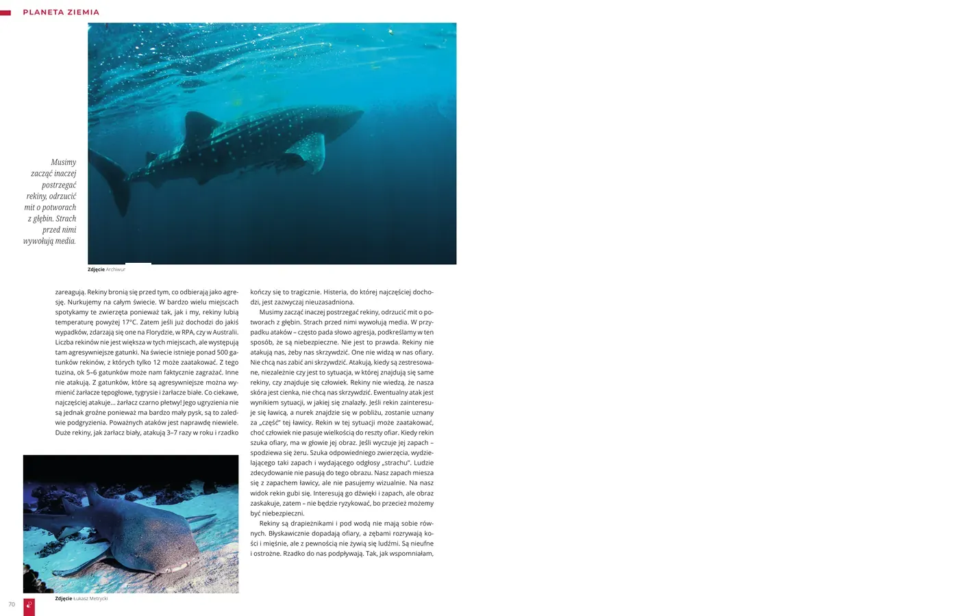 Sharks - po co nurkujemy z rekinami: strona 3 z 3